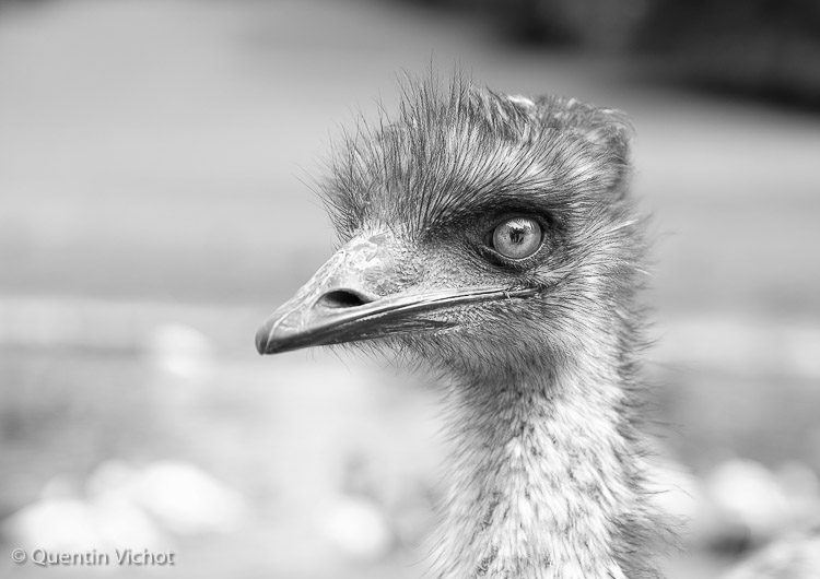 Les paparazzi dans l'œil